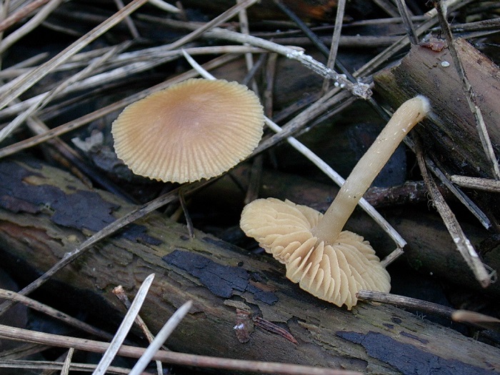 601 Marzo vecchio ritrovamento